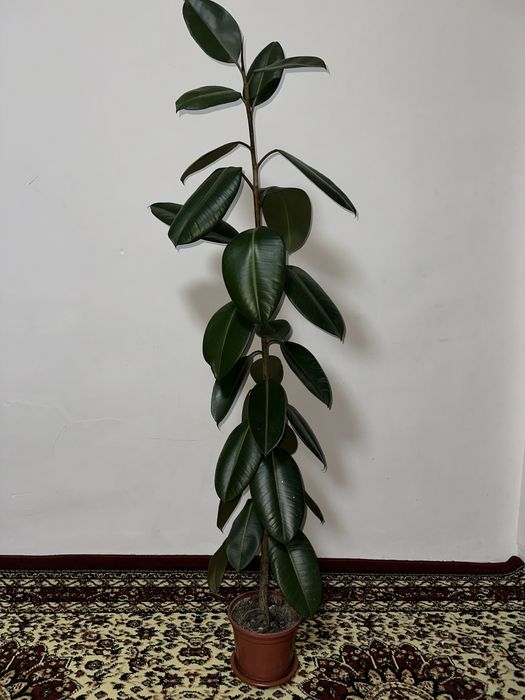 Fikus guli. Bóyi ikki xil