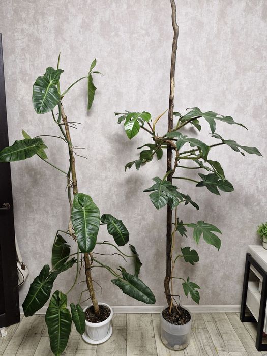 Продам филодендроны