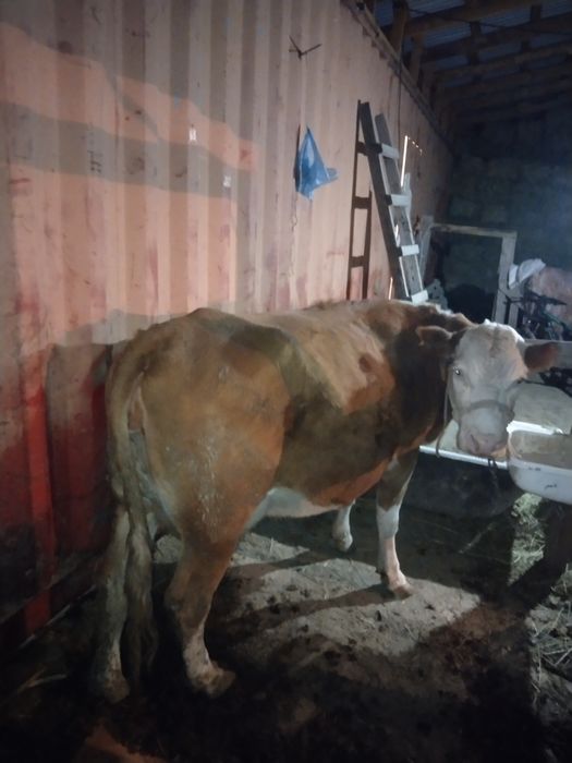 Соғымға семыз сиыр сатылады