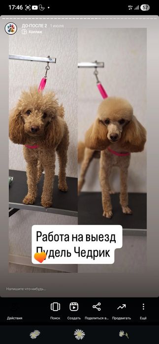 Груминг на дому стрижка собак