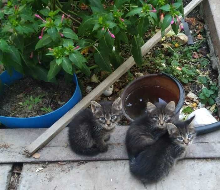 Красивые котята.