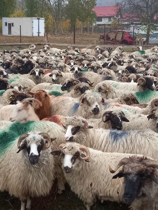 Vînd 30 de oi tinere 570 lei