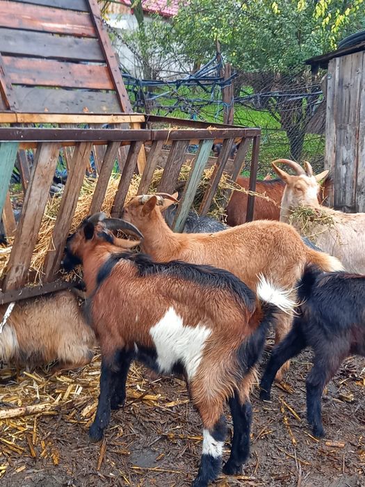 Capre si iezi ,pret negociabil