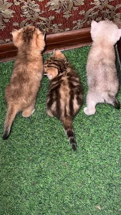 Mushuchalaga bron ochildi