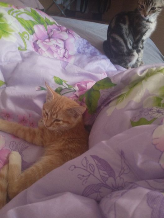 Передержка кошек в доме. Домашняя зоогостиница.