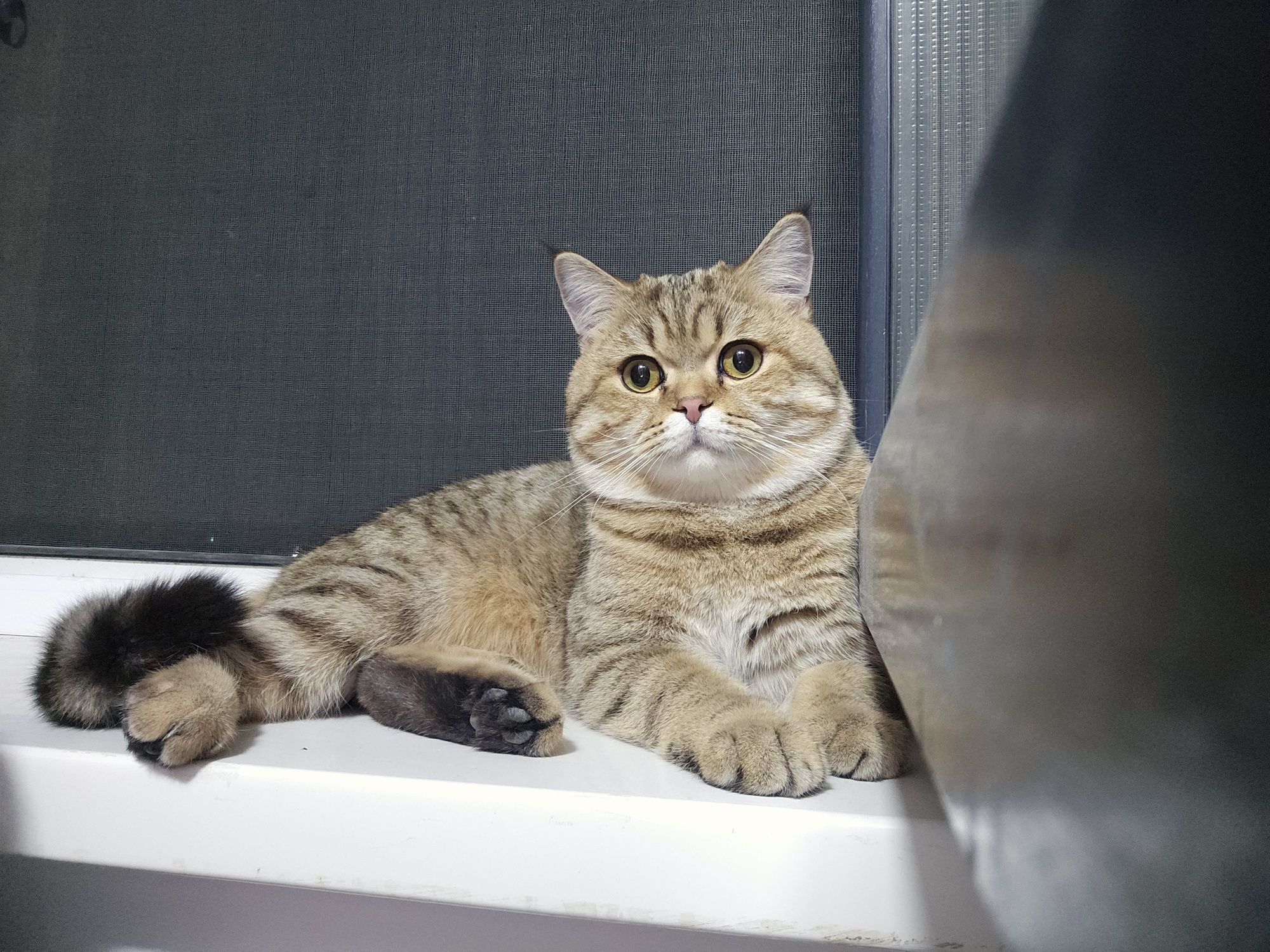 Шотландский прямоухий кот на вязку