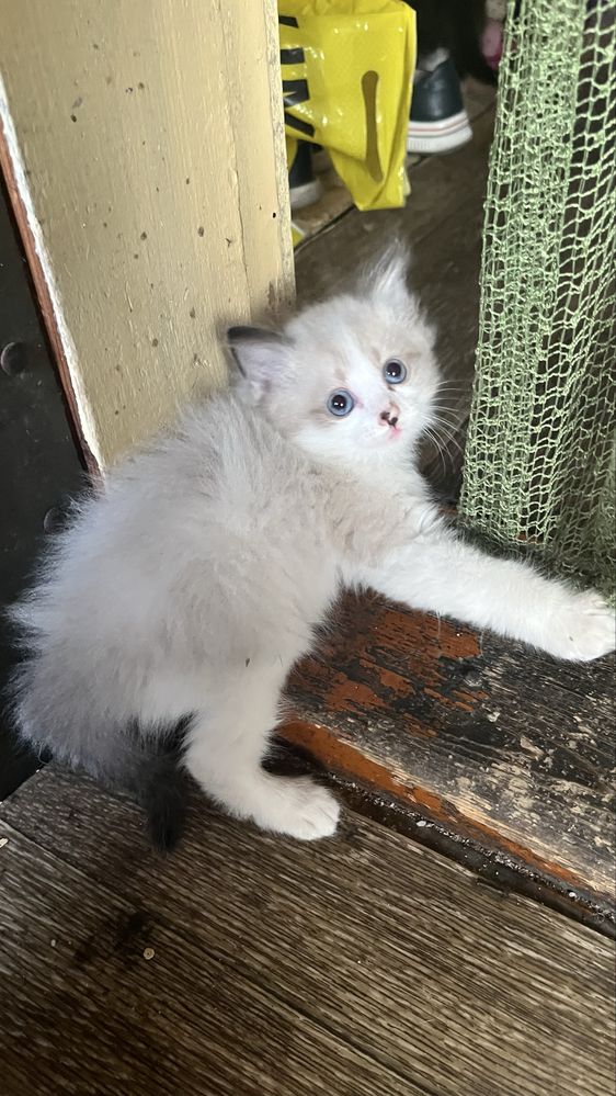 Котенок, котята 1,5 месяца