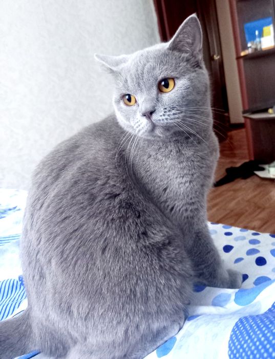 Британская красавица Леся .Стерилизована