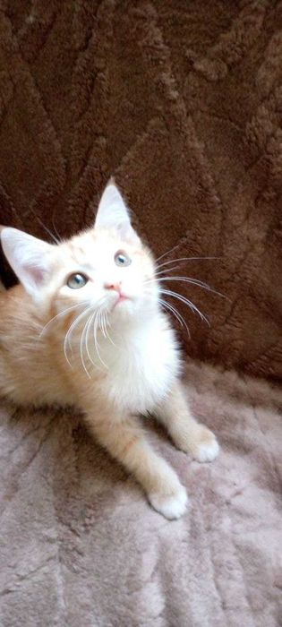 Котята в добрые и заботливые руки