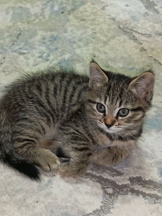 Продоются котята