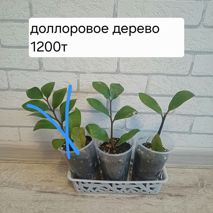 Доллоровое дерево