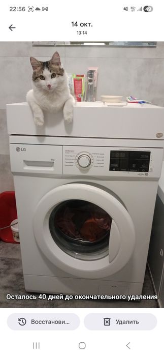 Срочно  отдам котенка в семью