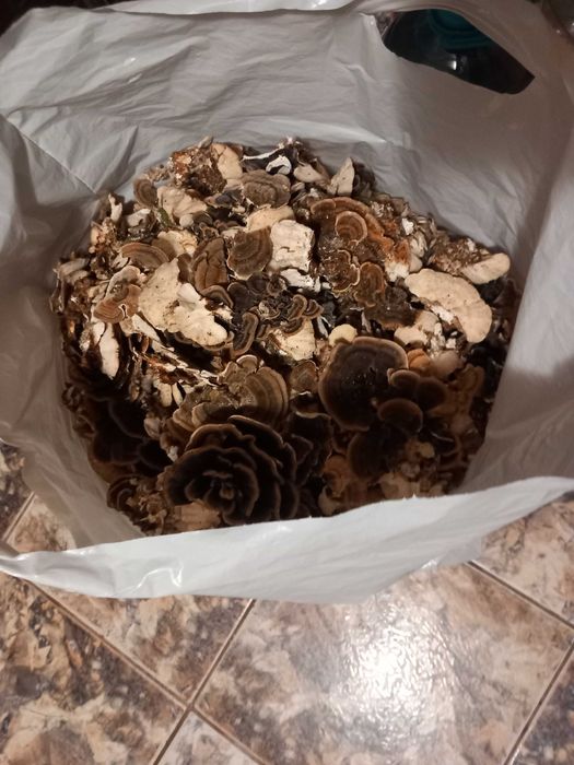 Ciuperci medicinale coada curcanului