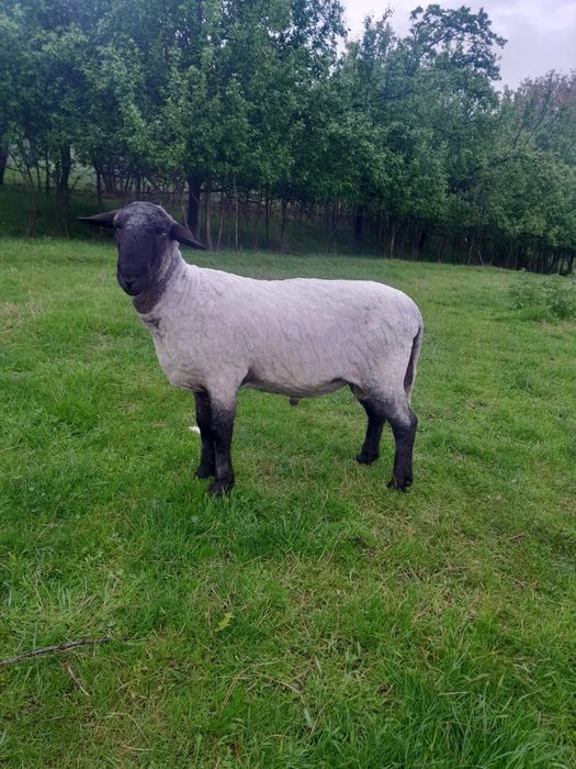 Vând berbec . In toamnă montează prima dată. Preț 1500