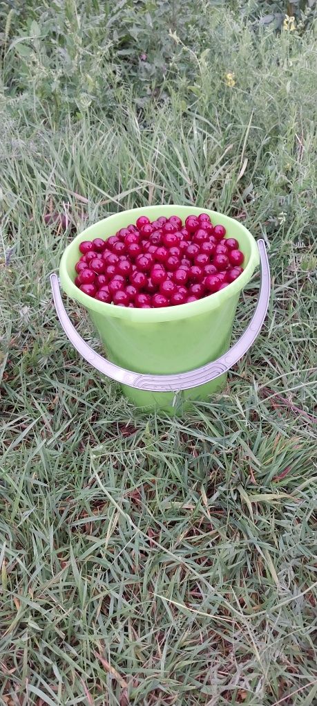 Продам вишню свежесобранную