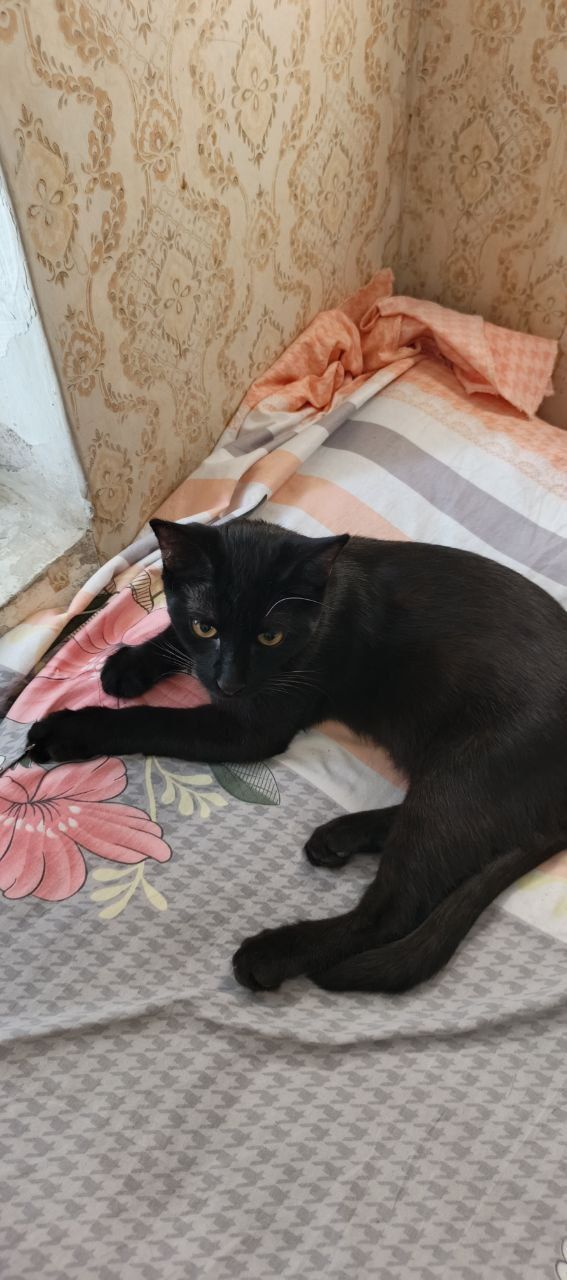 Котик в добрые руки