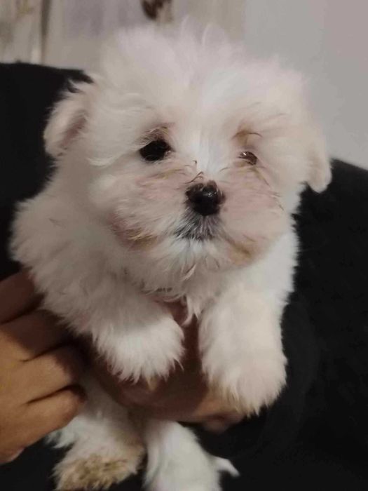 Bichon Maltese .