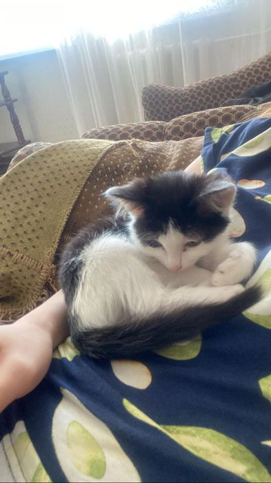 Отдам котёнка     .