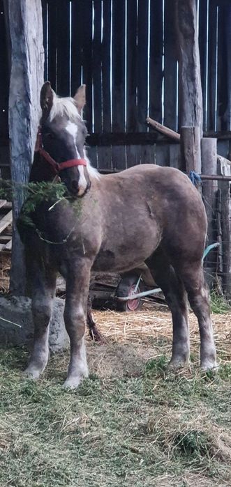 Doua iepe și un mânz