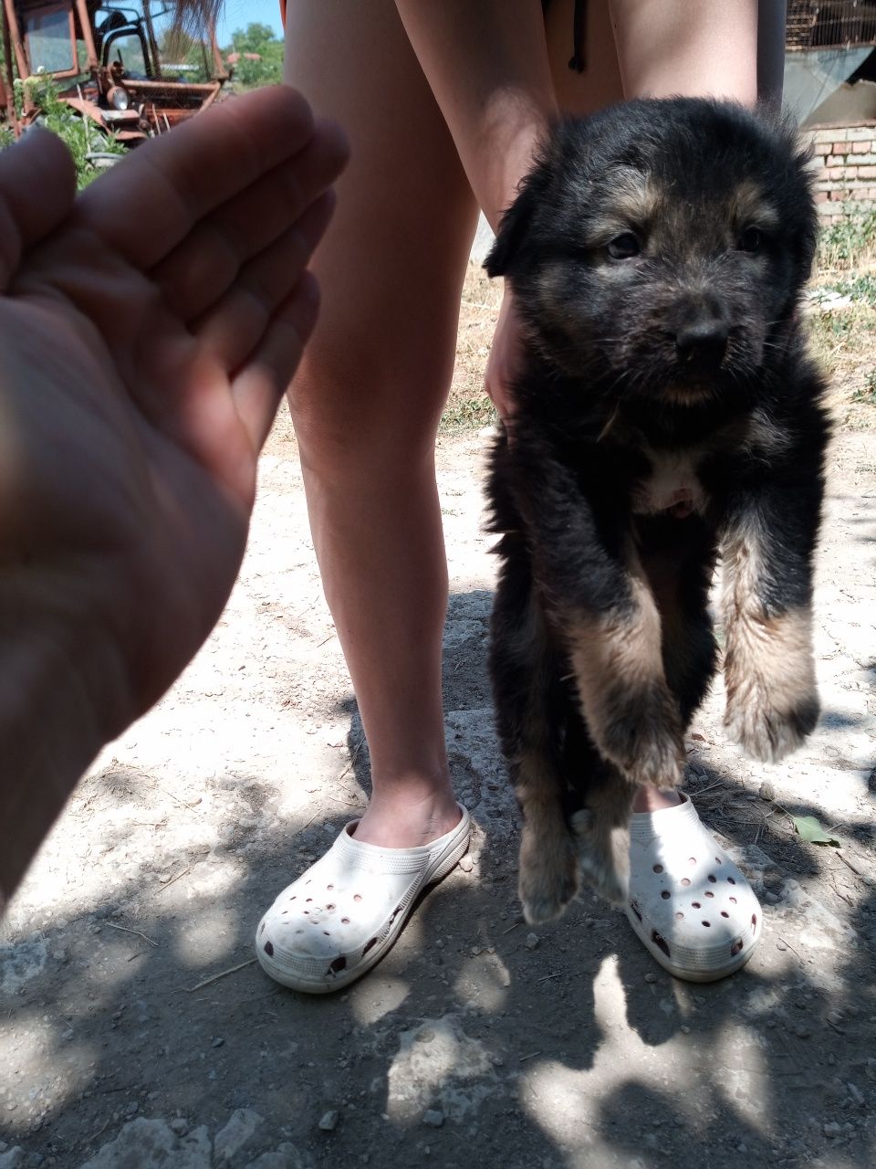 Подарявам кученца пазачи