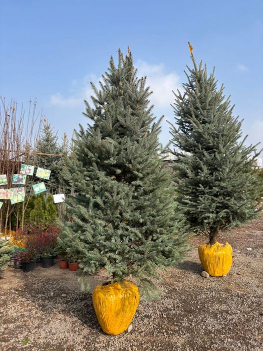 Елки голубая ель саженцы купить в Алмате