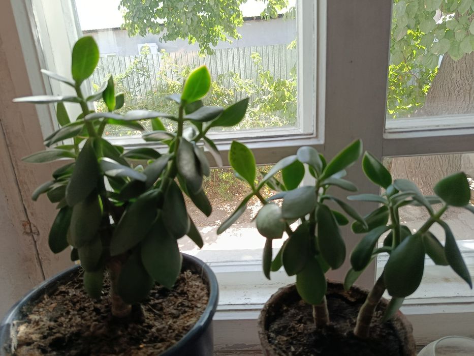 Продам красулу(толстянка, денежное дерево)