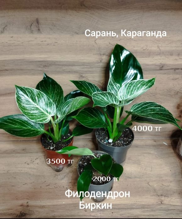 Филодендрон филодендрон