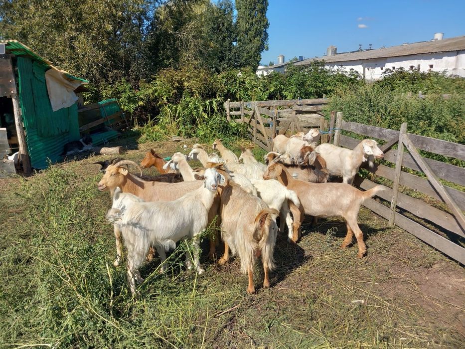 Vând capre diverse rase