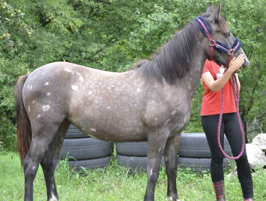 Iapă tânără 1,5 ani – tip Lipițan – pașaport – blândă