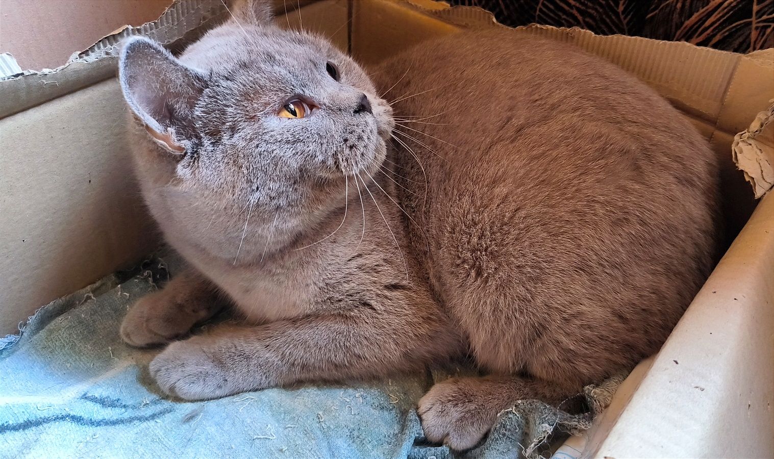 Femela British Shorthair adulta necastrata