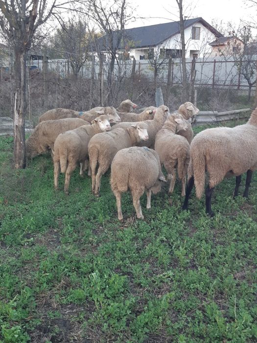 De vanzare oi merinos!