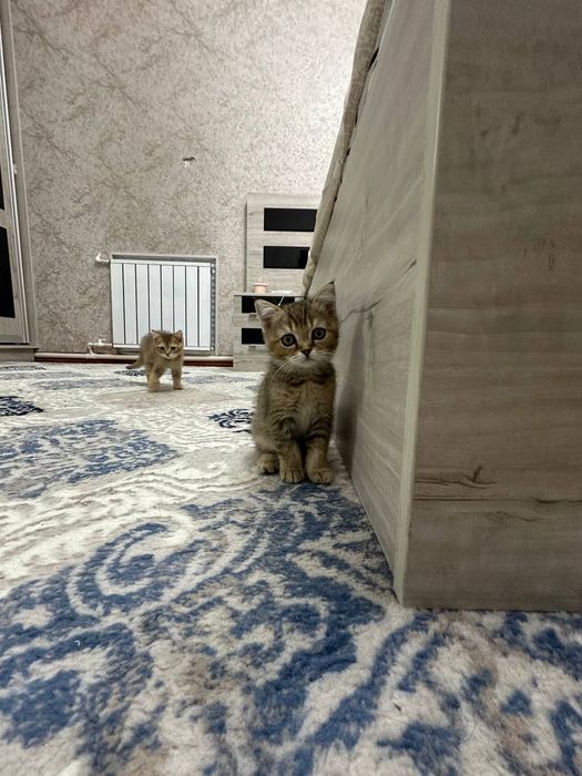 Очаровательные котята ищут дом