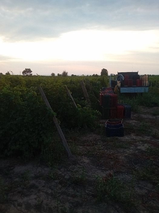 Vând struguri de vin
