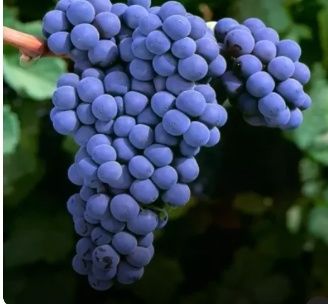 Struguri de vin producție 2025 calitate 1