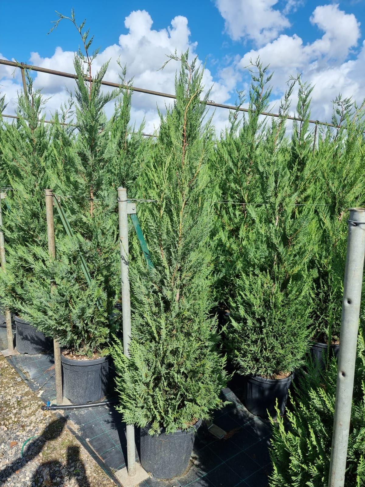 Tuia (Thuja) smarald leylandi brabant diferite marimi