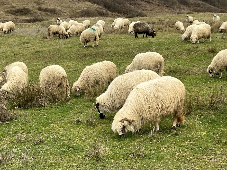Vând oi tinere gestante