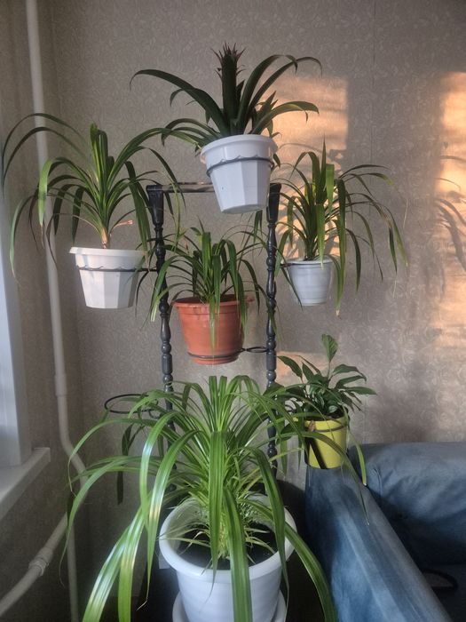 Домашние растения