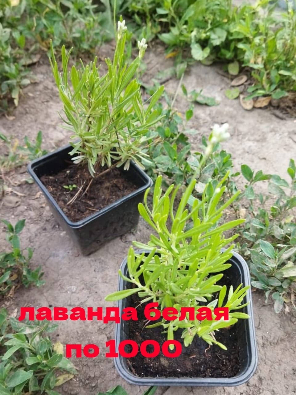 Продам цветы многолетний