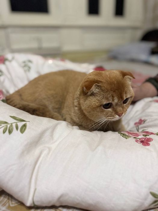Scotish Fold Cat