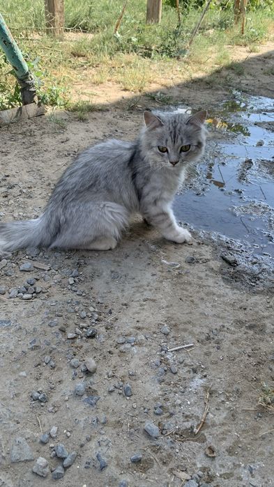 Котенок животныее