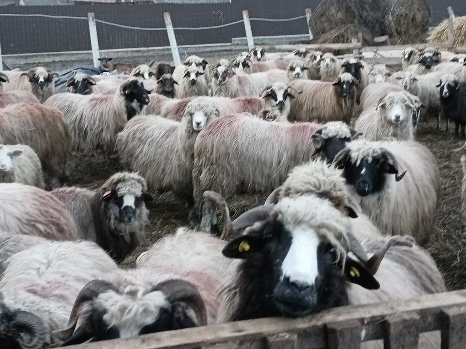 Vînd 200 de oii sau schimb cu vaci