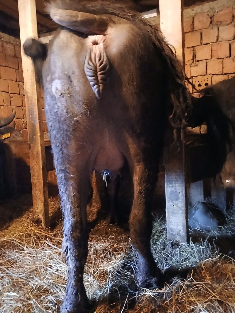 Vând bivolita la prima fatare