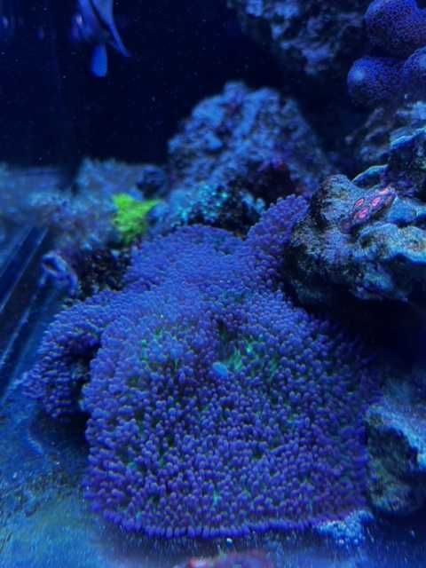 Vand/schimb corali acvariu marin
