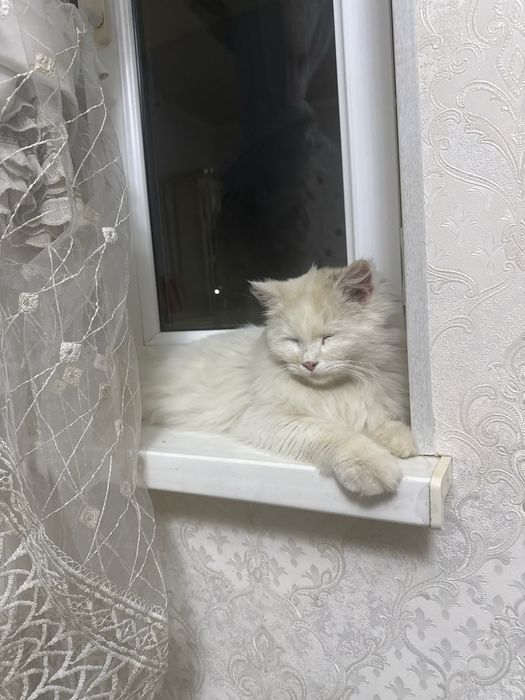 Отдам кота в хорошие руки
