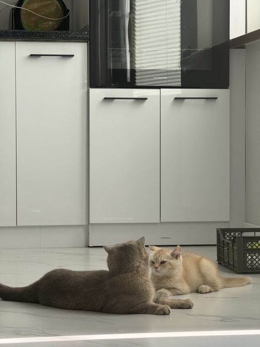 Mushuk sotiladi malochniy /1 ta o’gil