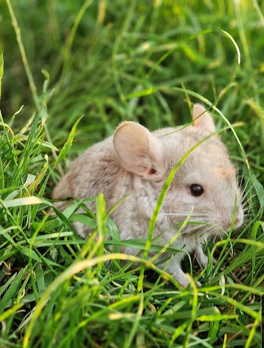 Pui de chinchiila 250lei