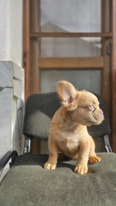 Солид Изабела Флъфи Френски Булдог