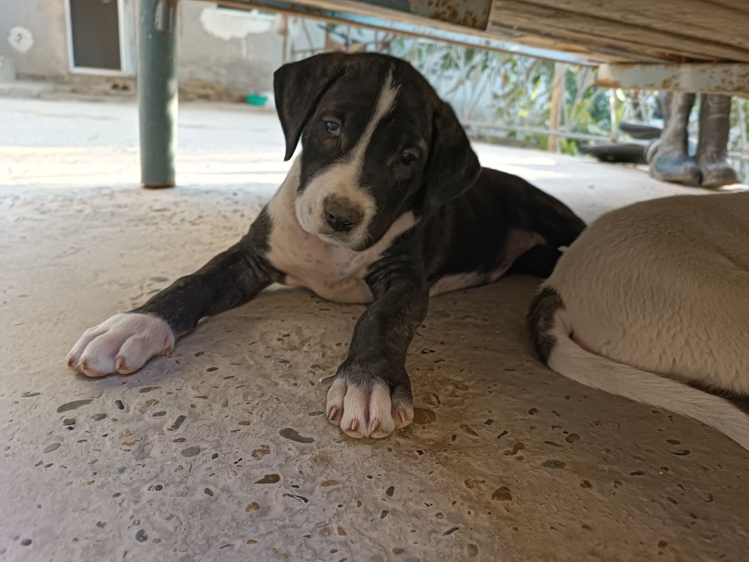 Pitbull kuchuklar ayol va erkak 2 oylik