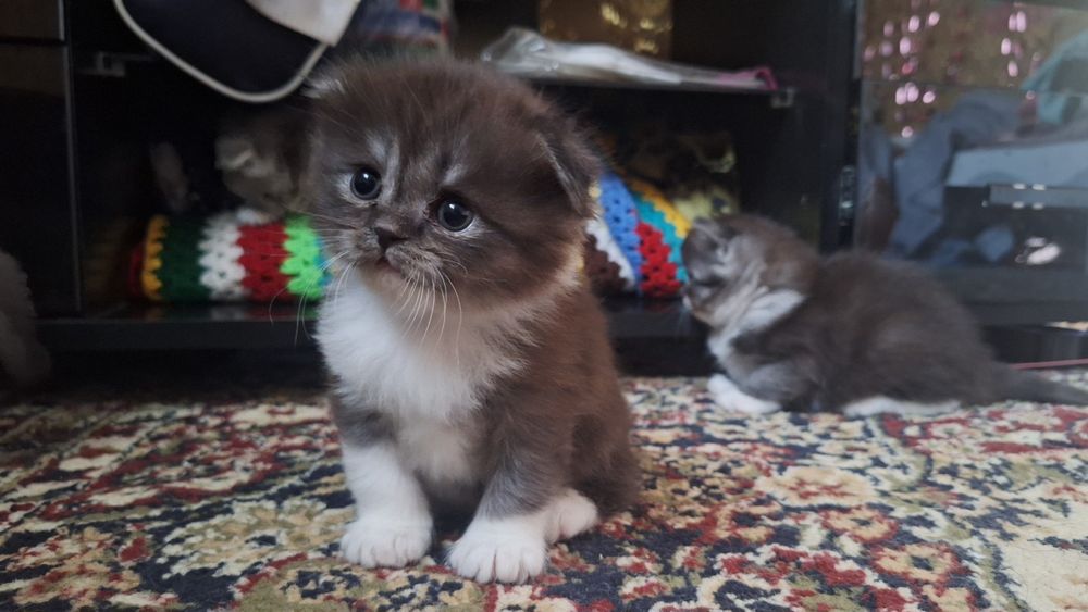 Продаются котята от правильный вязки