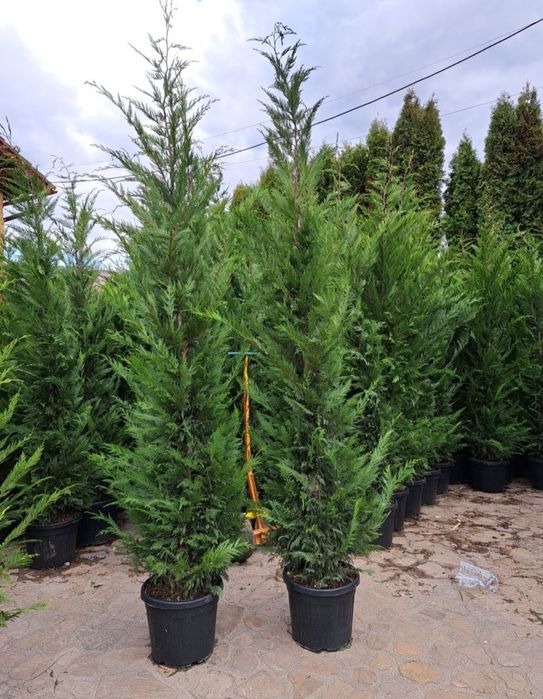 Leylandii 2.3m - 2.5m/ calitate extra/ gard viu verde natural